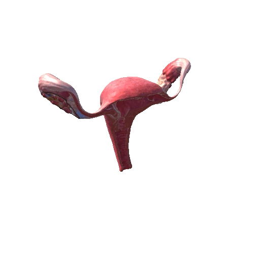 uterus HD